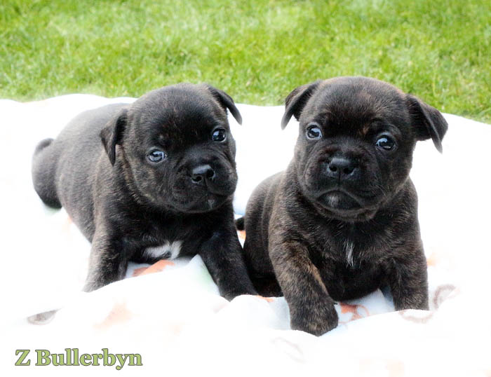 staffie pups