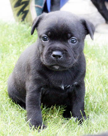 staffie