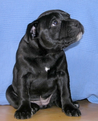 vella