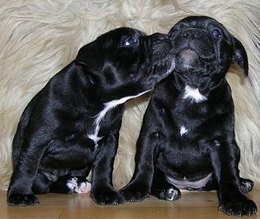 Vanilla&Vella