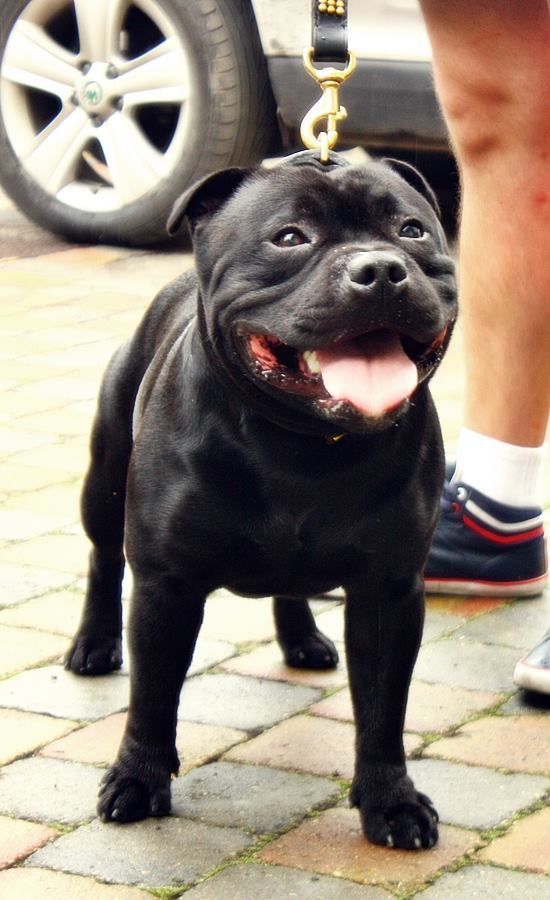 staffik BRUNO
