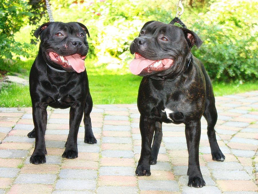 staffiki psy