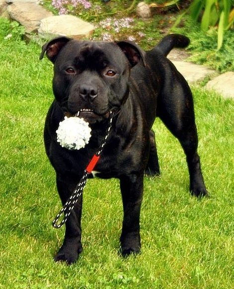 Stafford RUFUS