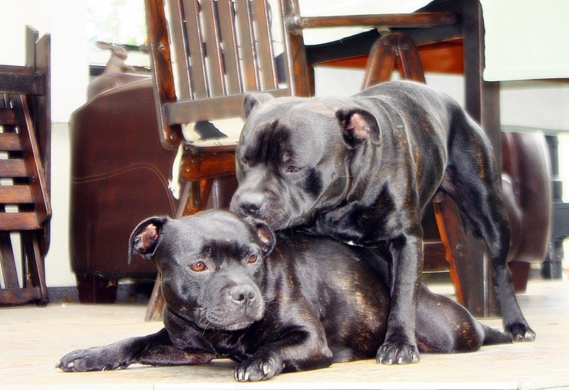 staffiki