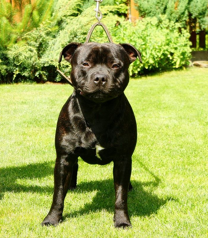 staffik Rufus