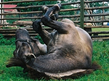 konik