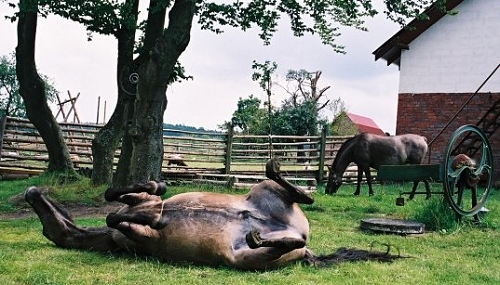 konik