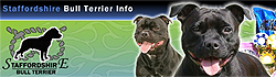 Staffordshire Bull Terrier INFO